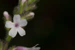 Carolina false vervain